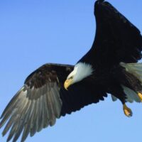 hancock bird